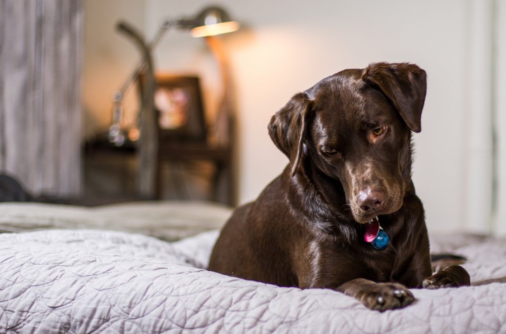 Hondenmand labrador - Welke mand en maat past bij jouw hond?