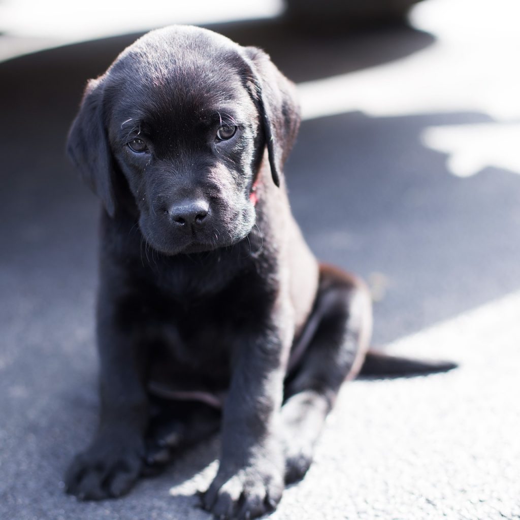 reputatie Verleiden Mineraalwater Labrador pup zwart - Info over karakter en verzorging